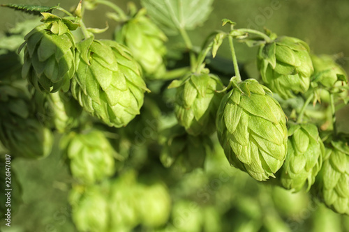 Fresh green hops on bine against blurred background. Beer production photo