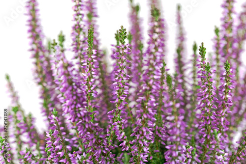 Photos Heidekraut, Erica, vor weißem Hintergrund