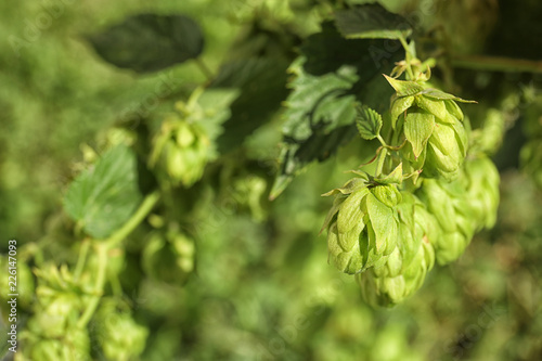 Fresh green hops on bine against blurred background. Beer production