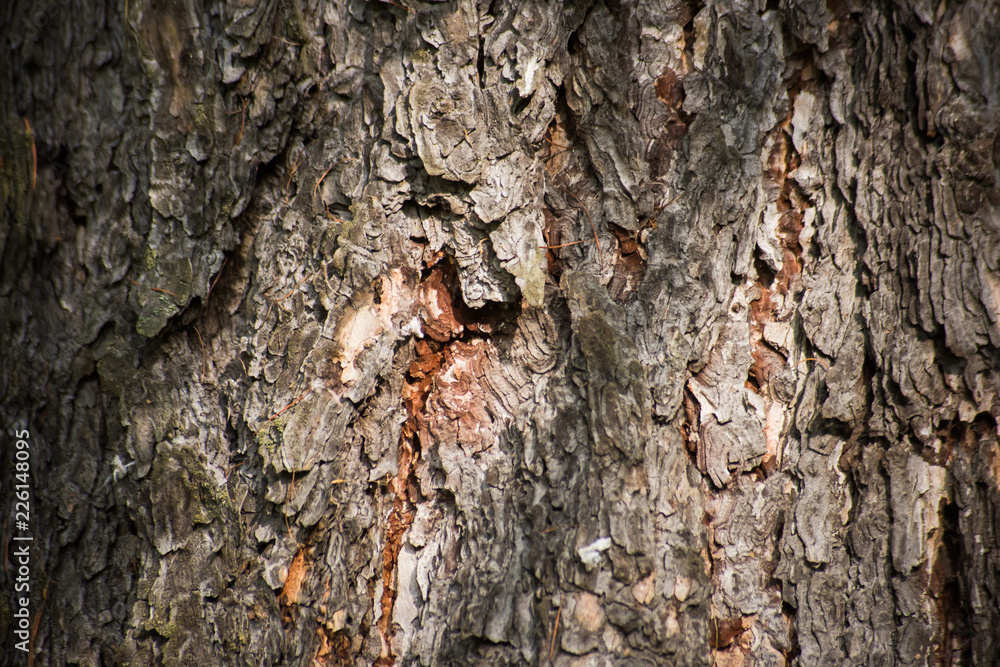 Background from pine bark texture with sunbeam, macro Background from pine bark texture with sunbeam, macro