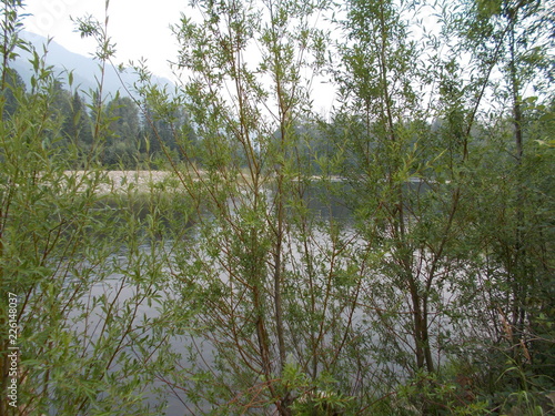 Siberian species
