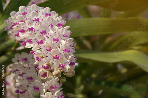 Blooming Pink Rhynchostylis gigantea Orchid Flowers photo