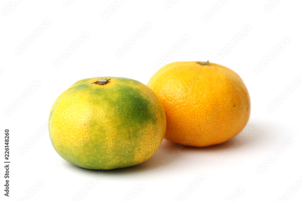 温州 みかん ミカン 白背景