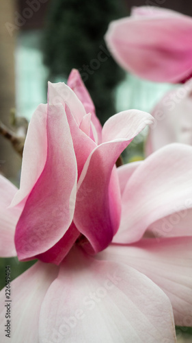 Closed up pink blooming flower