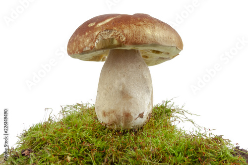 Fungus and MOSS on a white background