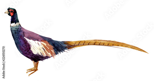 Watercolor pheasant illustration photo