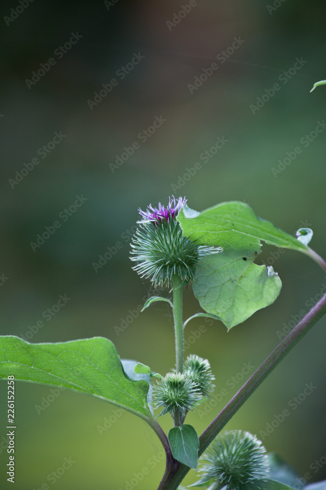 Obraz premium Distel 