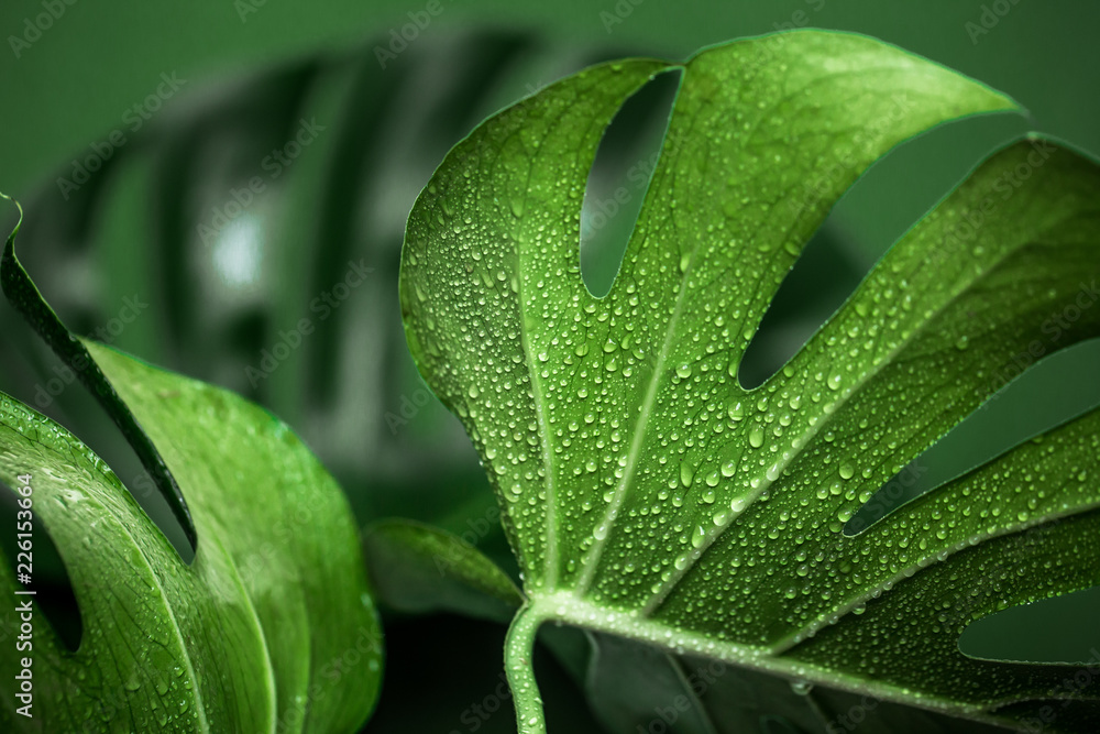 monster leaves on a green background monster leaves on a green background