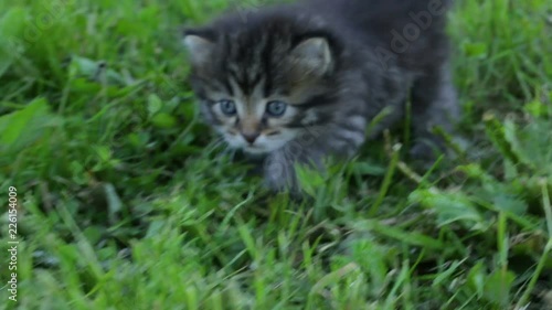 Wallpaper Mural Little kitten on the grass Torontodigital.ca