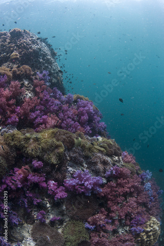 Sloping Coral