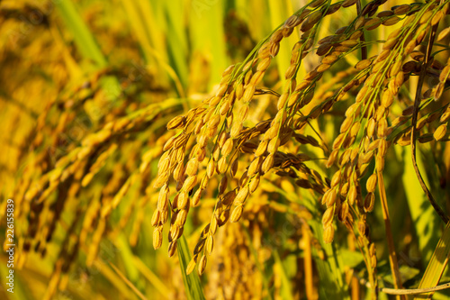 Fotografie Golden rice fields