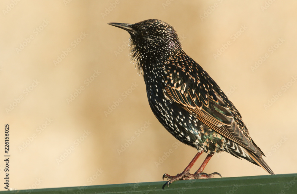 A beautiful Starling (Sturnus vulgaris) portrait. A beautiful Starling (Sturnus vulgaris) portrait.