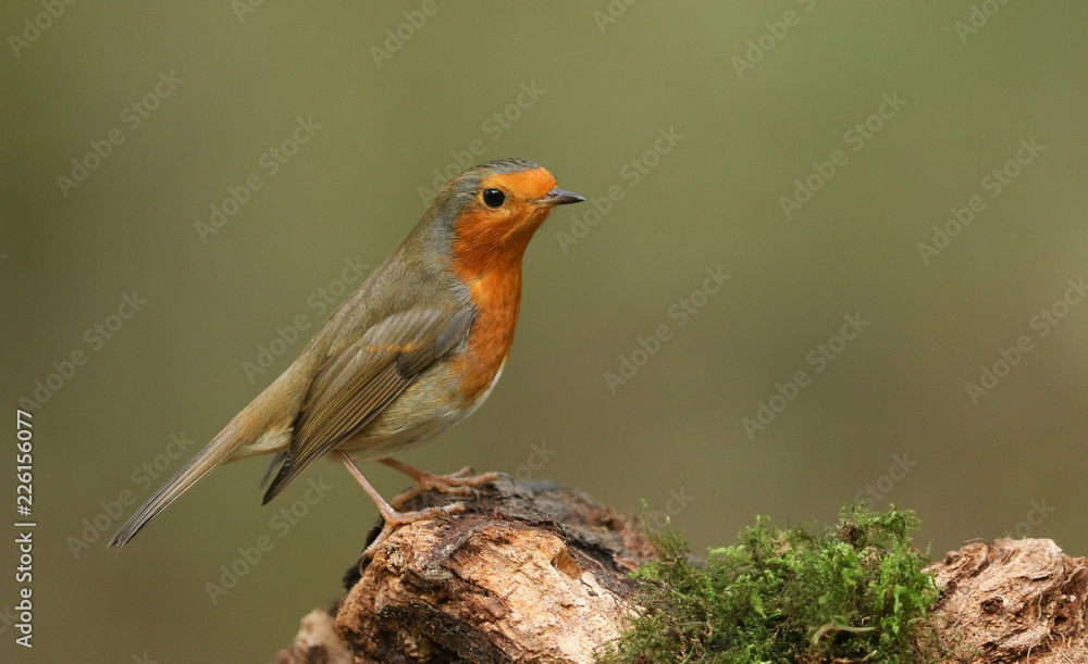 A beautiful Robin (Erithacus rubecula) perched on a tree stump. A beautiful Robin (Erithacus rubecula) perched on a tree stump.