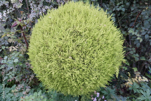 green moss on the stone