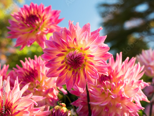 Fototapeta Naklejka Na Ścianę i Meble -  Dahlien