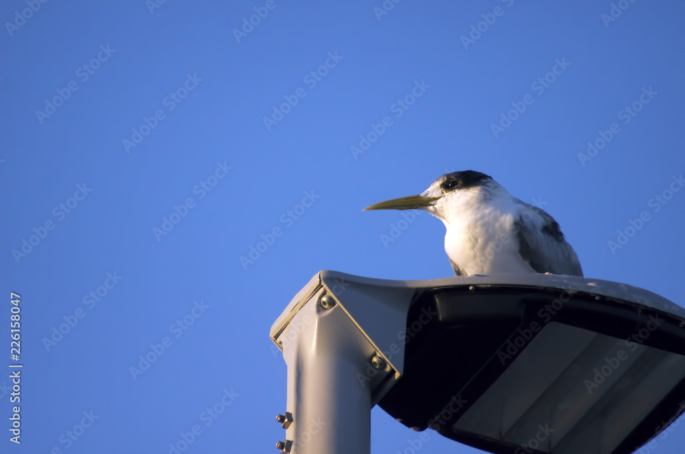 Crested Tern seen on jetty lights, Busselton, Western Australia Crested Tern seen on jetty lights, Busselton, Western Australia