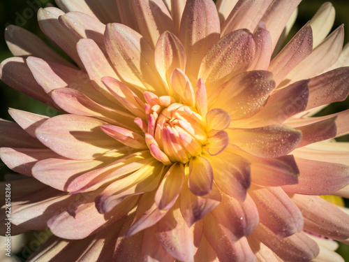 Fototapeta Naklejka Na Ścianę i Meble -  Dahlie