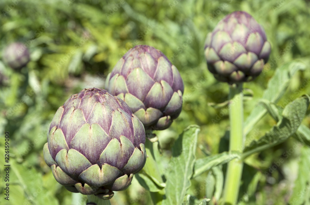 Fototapeta premium Organic Artichoke field