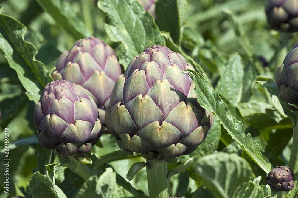Fototapeta premium Organic Artichoke field