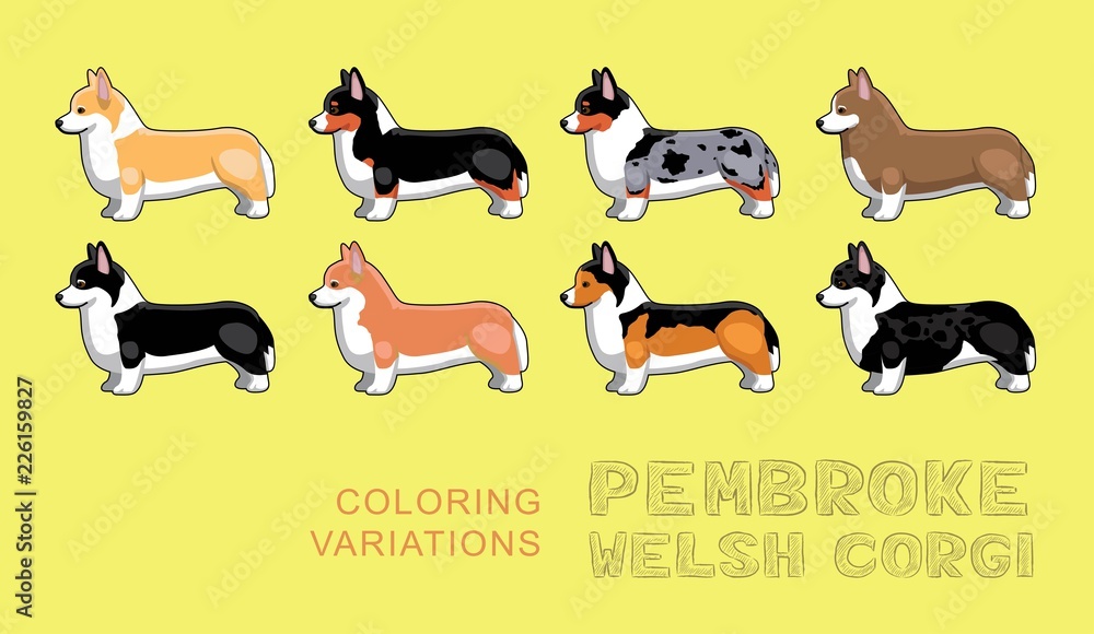 Dog Pembroke Welsh Corgi Coloring Variations Vector Illustration
