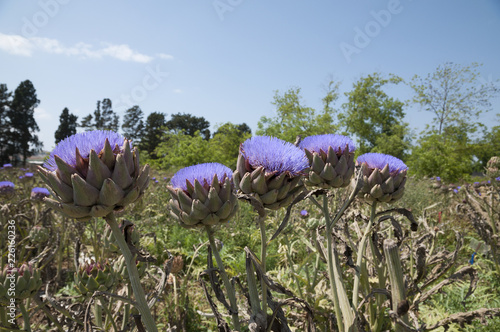 Artichoke purple flower