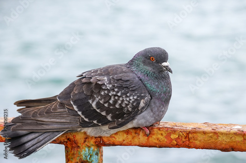 Large gray dove sitting on a rusty metal fence on the background of the water surface.