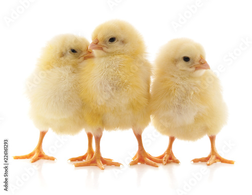 Obraz na plátně Three yellow chicks.