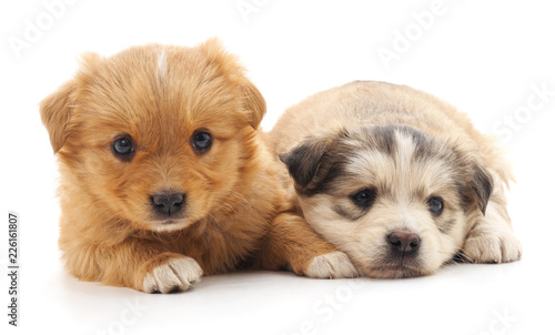 Two cute puppies. © voren1