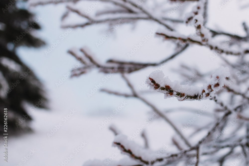 close up on froze  tree in the mountain, winter background