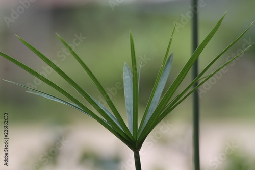 green grass in spring
