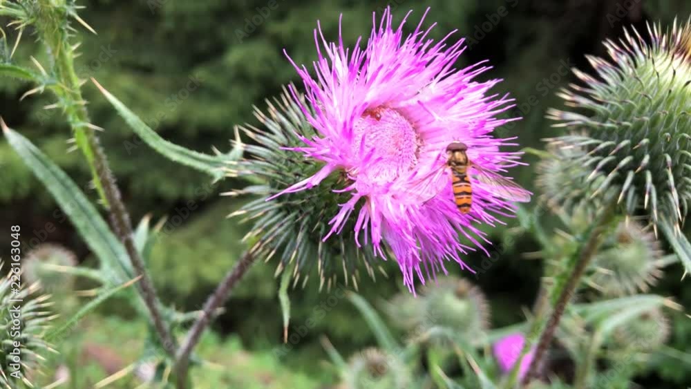 Yellow fly collecting nectar from purple flowers. Close-up. Yellow fly collecting nectar from purple flowers. Close-up.