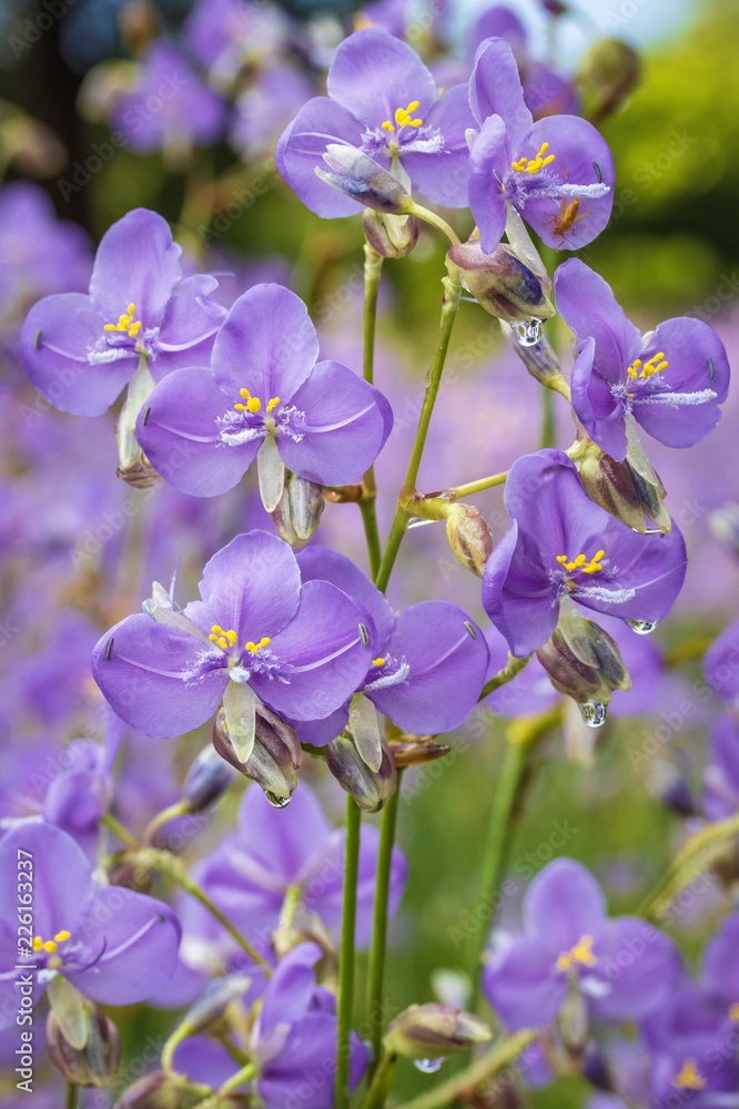 Beautiful sweet purple flowers, Murdannia giganteum is a small wildflowers with dew drop on blurry flowers field background in Thailand, shallow DOF and Selective focus. Beautiful sweet purple flowers, Murdannia giganteum is a small wildflowers with dew drop on blurry flowers field background in Thailand, shallow DOF and Selective focus.