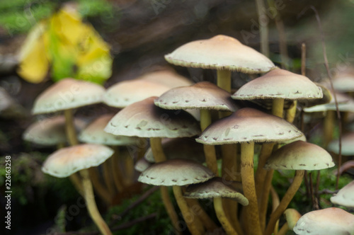 group of mushrooms in the forest