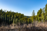 coniferous forest in spring
