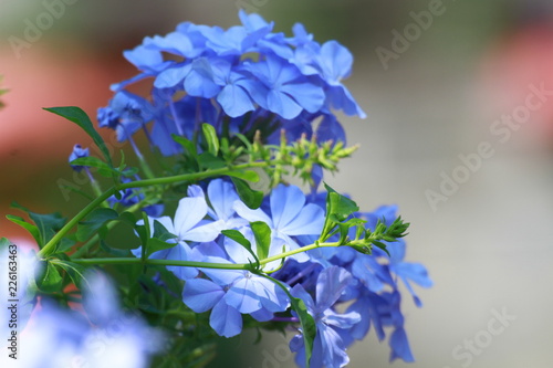 bouquet of blue flowers on white background