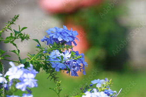 blue flowers on green background