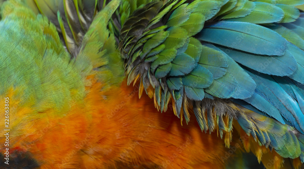 Fototapeta premium Close up Colorful of Catalina Macaw ( Hybrid between Scarlet Macaw and Blue and Yellow Macaw) bird's feathers with red yellow orange and blue shades, exotic nature background and texture