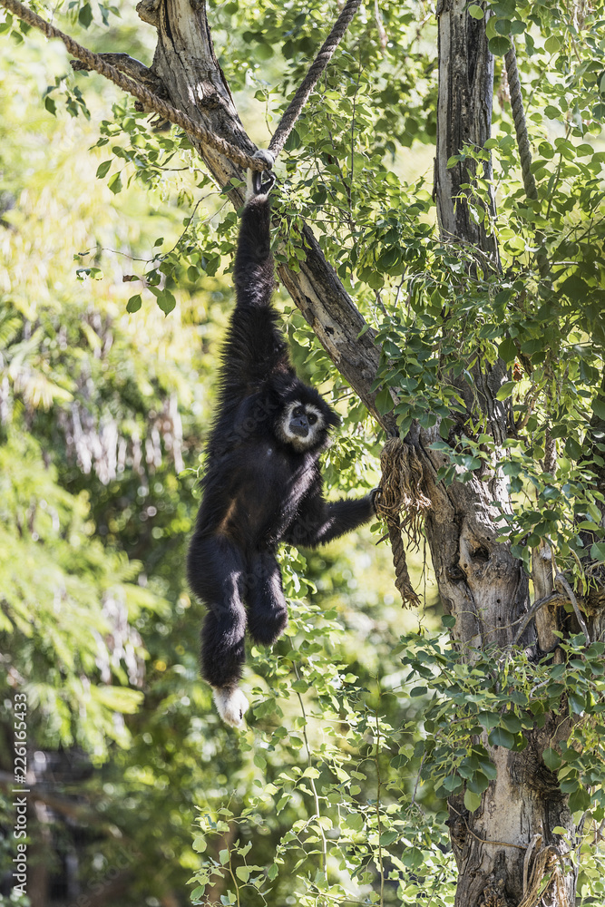 Naklejka premium Siamang