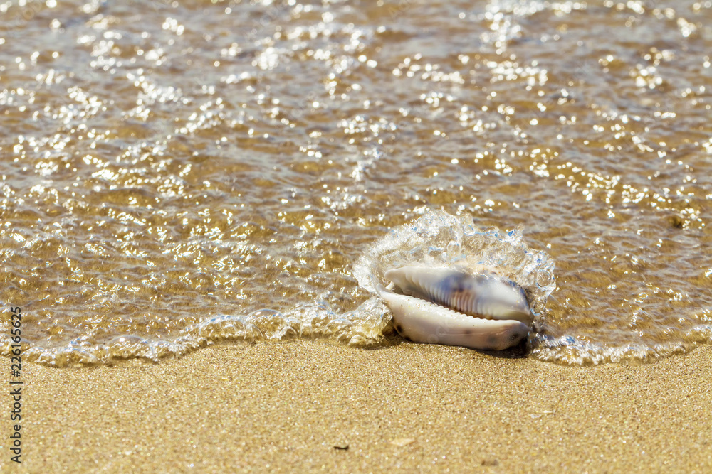 Seashell in the natural environment. Sandy beach, light surf. Seashell in the natural environment. Sandy beach, light surf.