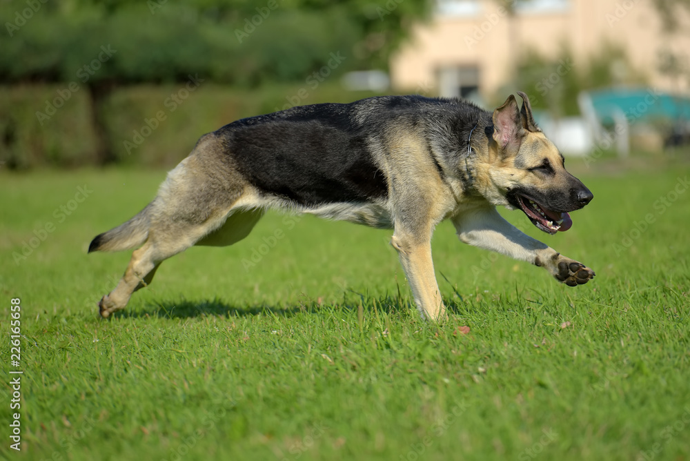 Fototapeta premium Eastern European Sheepdog runs