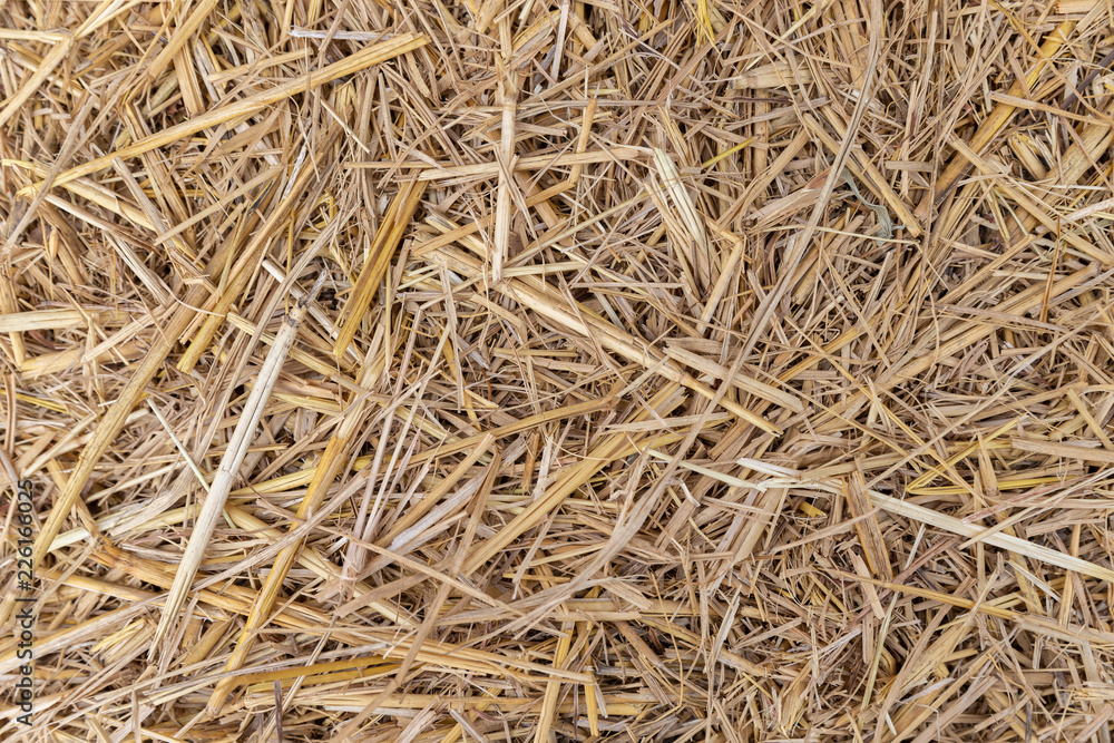 Close up of dry yellow straw grass background texture after havest. Close up of dry yellow straw grass background texture after havest.