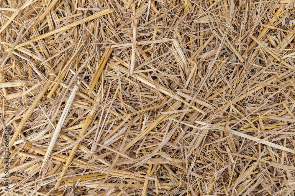 Close up of dry yellow straw grass background texture after havest.