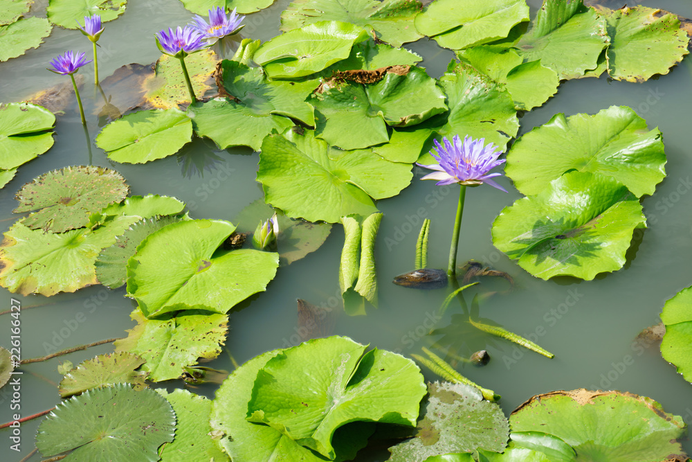 Purple and Pink lotus flower in nature it is beautiful. Purple and Pink lotus flower in nature it is beautiful.