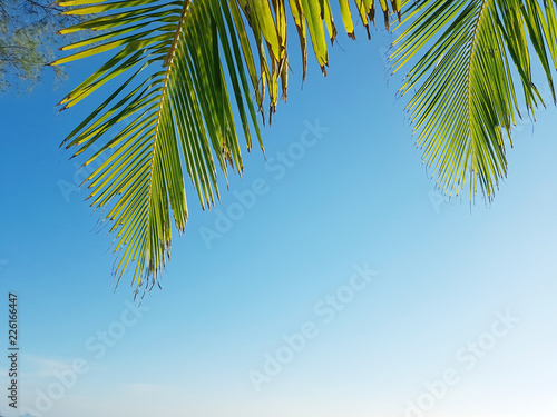 Beach summer palm © vgturbo