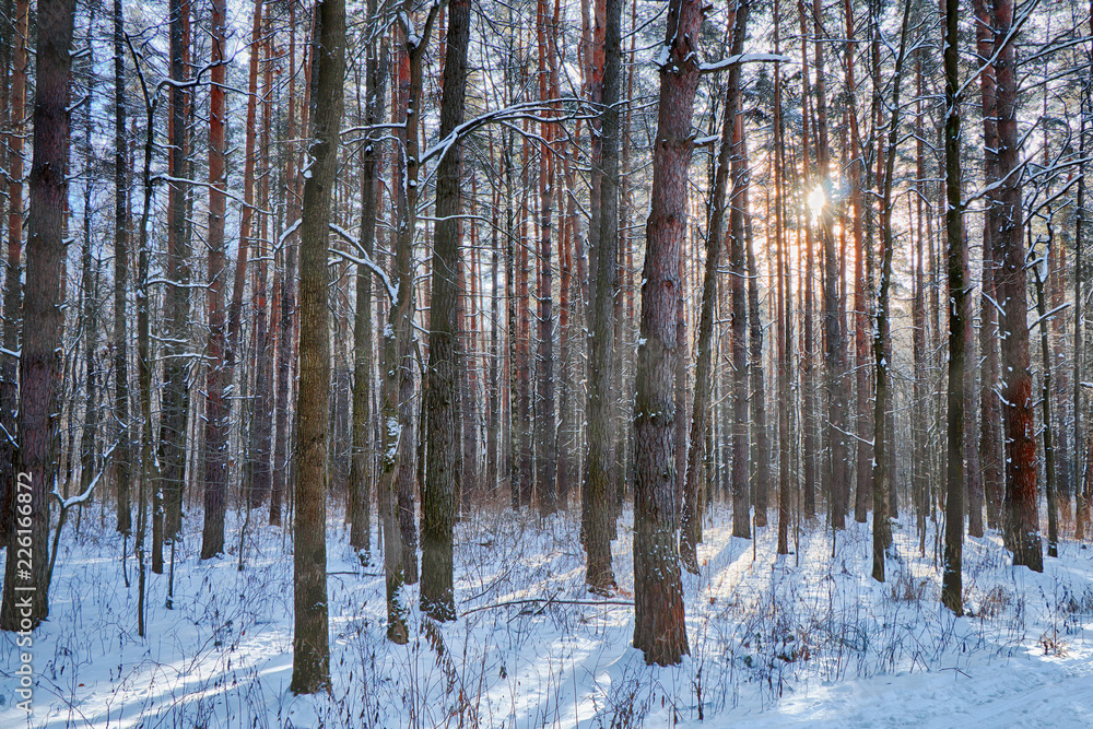 Beautiful winter forest in sunny and cold weather after snowfall Beautiful winter forest in sunny and cold weather after snowfall