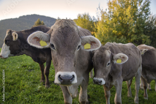 Wallpaper Mural Kühe - Allgäu - Herbst - niedlich - lustig Torontodigital.ca
