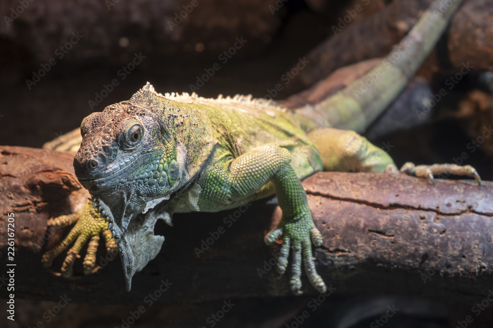 Fototapeta premium Northern Caiman Lizard