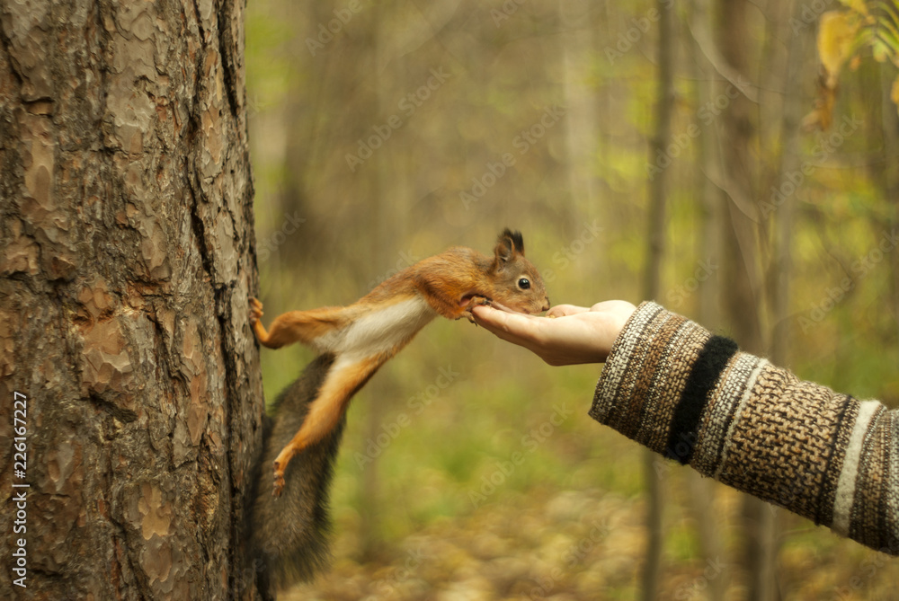 red squirrel in autumn park eating nuts with a girl's hand, blurred background