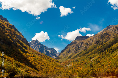 Golden green forest amidst the big mountains