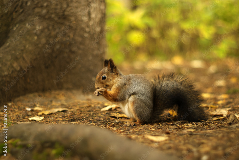 squirrel in the autumn forest sits on the ground near the trunk of a tree, eats something and smiles squirrel in the autumn forest sits on the ground near the trunk of a tree, eats something and smiles